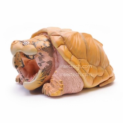動物の惑星】☆日本最速☆開口ワニガメplus版色違い版☆期間限定☆激レア!  フィギュア(生き物)｜売買されたオークション情報、Yahoo!オークション(旧ヤフオク!) の商品情報をアーカイブ公開 -  オークファン（aucfan.com）