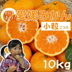 早生小粒愛媛みかん 約10kg　(5kg×2箱)　送料無料(北海道・沖縄別途送料1000円)