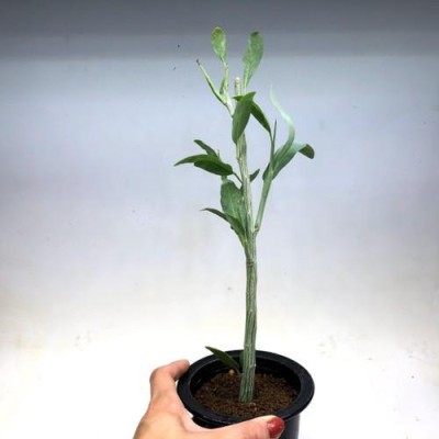 塊根植物：アデニア ペチュエリー*幅9cm 現品！一品限り | LINEブランドカタログ