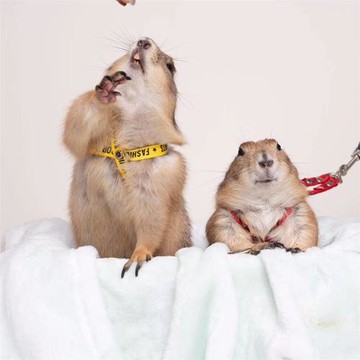 十里艷陽 小寵土撥丁滿龍貓貂松鼠牽引可調節不含后面牽繩