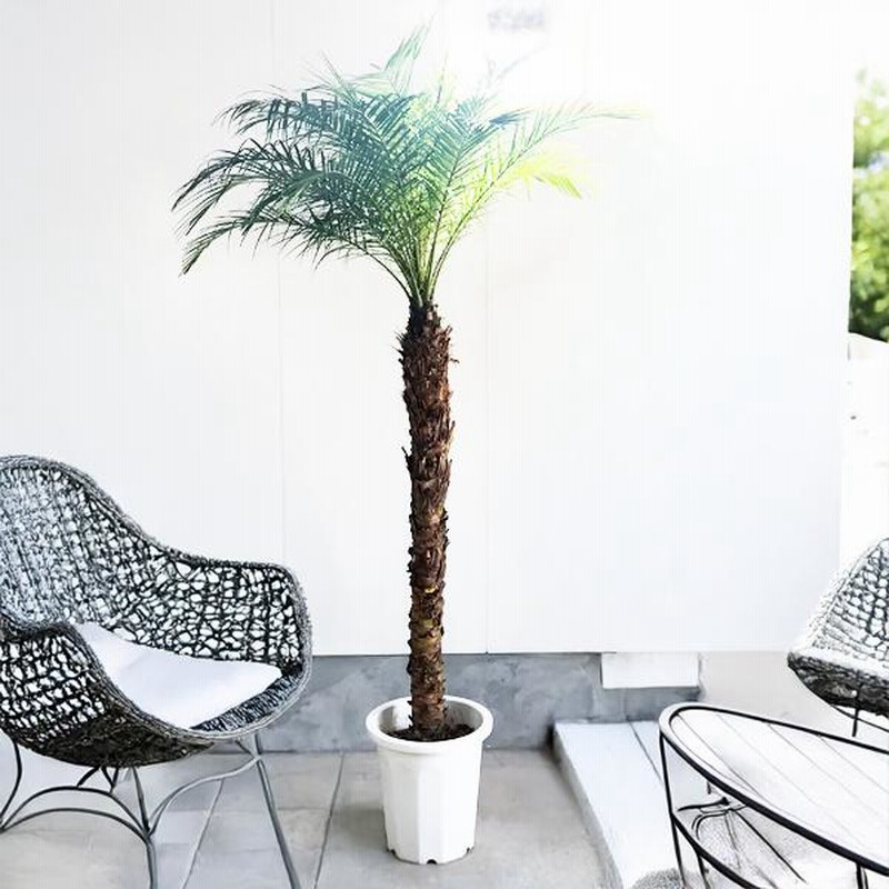 世界有名な フェニックス ロベレニー 観葉植物 10号 大型 おしゃれ 鉢植え その他観葉植物
