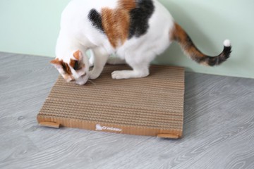 貓抓板  雙面一片式 雙面可抓 貓用品  Boxkitty 瓦楞紙 貓玩具