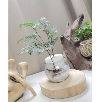 《Kamata🌈》☘️骨碎補☘️耐陰 蕨類 觀葉植物 半日照植物 淨化空氣💯💯💯~另售「裸株」