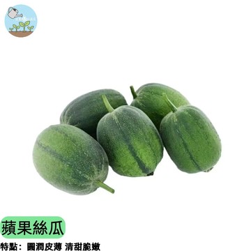 🥒【台灣人最愛】蘋果絲瓜種子 圓胖超甜 無棱角 肉質細嫩 煮湯清炒都好吃 耐熱易種 產量高 陽台菜園首選