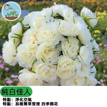 宿根太陽花種子 重瓣松葉牡丹 純白佳人 多年生花卉 四季開花 耐旱好種 陽台盆栽 庭院花壇 白色花朵 花海植物