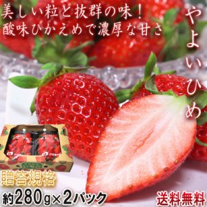 産地直送 やよいひめ いちご 280g×2パック 宮崎県産 贈答規格 酸味控えめで甘み豊かな新品種！