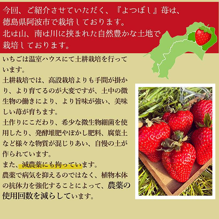 1月~２分予約 減農薬 徳島産 よつぼし 苺 いちご 贈答用 大粒12〜18玉 400g 化粧箱入 産地直送