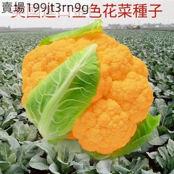 現貨🥦 黃色花椰菜（100粒）新種上市美國金色花菜種子 菜花種籽 稀有特色金黃色蔬菜品種 農家田園庭院盆栽陽台蔬菜種籽