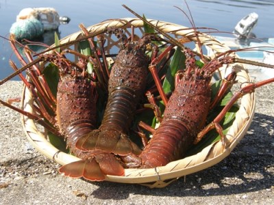 地物　活き伊勢海老Ａコース　1尾（約250～300g）山庄水産／伊勢えび　イセエビ　海老　伊勢志摩産