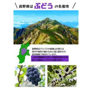 ふるさと納税 ナガノパープル 1kg 贈答用 長野県千曲市