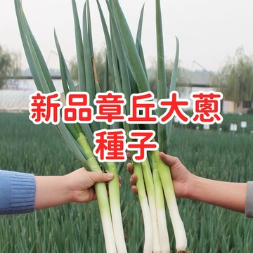 【新品章丘大蔥種子】山東大蔥 長白蔥 耐寒品種 蔥白長 口感甜脆 家庭菜園 蔬菜種子 適合台灣秋冬種植 生食炒菜 香料調