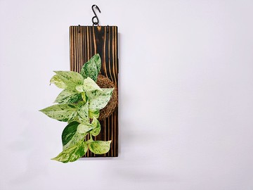 雪花葛苔球│大理石皇后│板植│居家裝飾│窗邊植物│觀葉植物