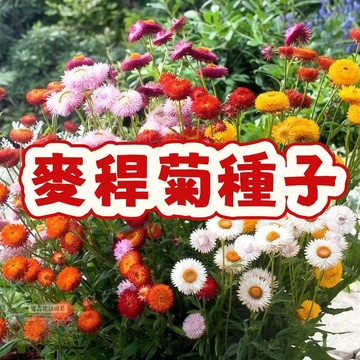 麥稈菊種子 永恆不凋乾燥花 澳洲蠟菊 七彩星花 貝細工 滿天星 花園庭院陽臺盆栽 花卉種子 自採種 新鮮現貨