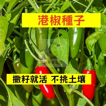🌱早熟高產 🌶️港椒種子LJ-25 口感清脆 抗病性強 分枝強壯 生長勢快 燈籠椒 泡椒 易種植田栽庭院盆栽蔬菜種子