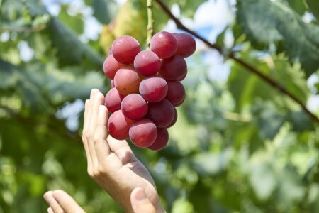 ルビーロマン２箱　化粧箱入り　贈答にも　石川県最高峰のぶどう