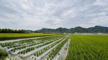 ✳️美濃旗六路旁景觀農地投資首選✳️｜高雄市美濃區美濃段