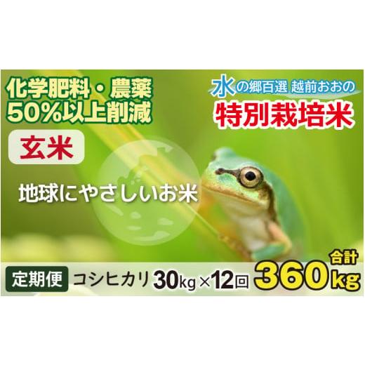 ふるさと納税 福井県 大野市 こしひかり 30kg × 12回 計 360kg