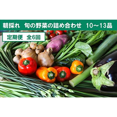 ふるさと納税 土佐市 土佐野菜の旬の野菜詰め合わせ　10〜13品目全6回