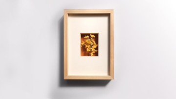 她們系列 文心蘭 2024臺灣綠工藝