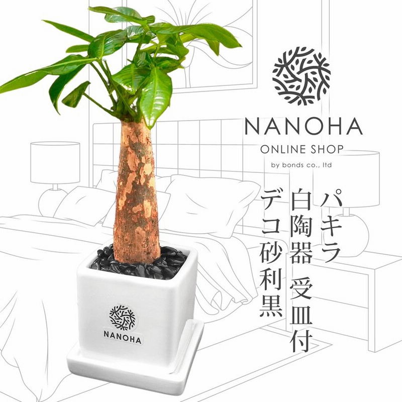 パキラ 白陶器 受皿付き 栄養たっぷりの土を使用し育てやすい 黒デコ砂利 化粧石 観葉植物 おしゃれ 清潔感 本物 ミニ インテリア 開業祝い 入学祝い 通販 Lineポイント最大0 5 Get Lineショッピング