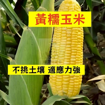 🌱早熟高產 黃糯玉米種子YM-15 不挑土壤 適應力強 生長勢快 番麥 玉蜀黍 包穀 易種植 高產陽台盆栽蔬菜種籽