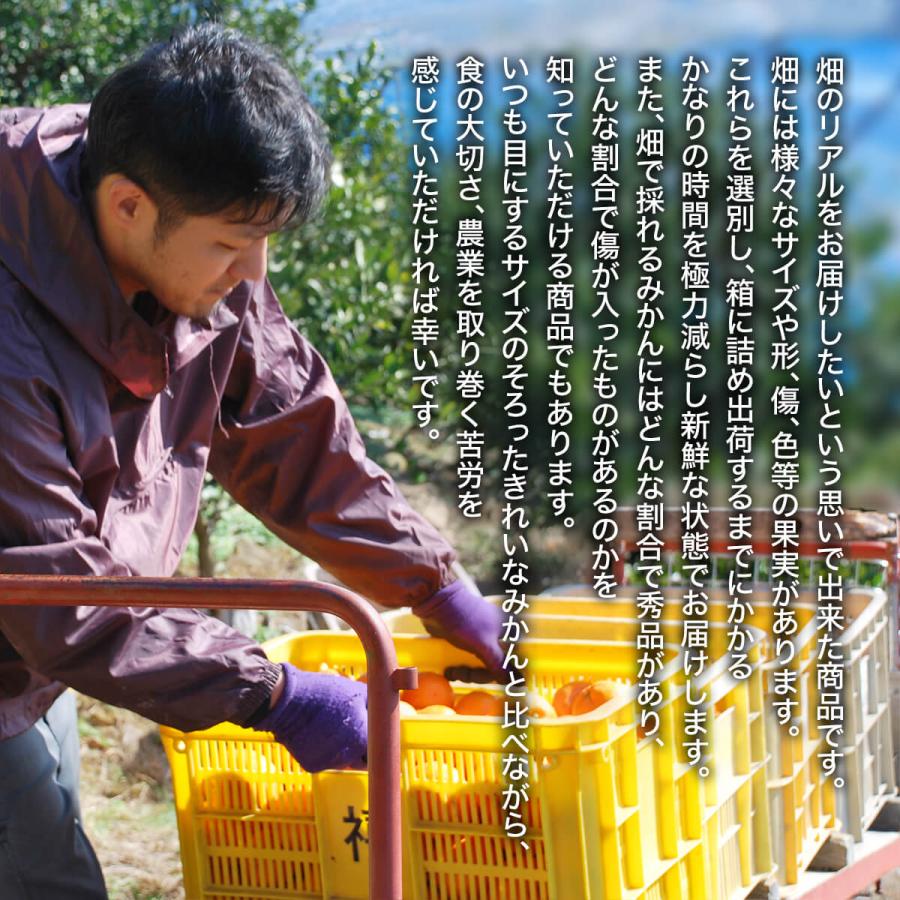 みかん 山から直送 箱込 5kg 内容量 4.4kg 鮮度優先ごろごろ規格 和歌山県産 産地直送 家庭用