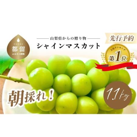 ふるさと納税 山梨県産　シャインマスカット 1.1kg (２房〜3房) 山梨県都留市