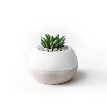 (預購) 奶茶系列 | 靜夜玉綴 圓潤造型雙色水泥仙人掌植栽 肥圓