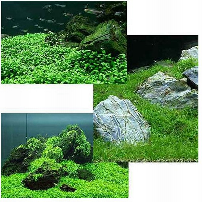 水草 前景 水上葉 無農薬 ３種 グロッソスティグマ １ キューバパールグラス １ ヘアーグラス ショート １ 通販 Lineポイント最大0 5 Get Lineショッピング