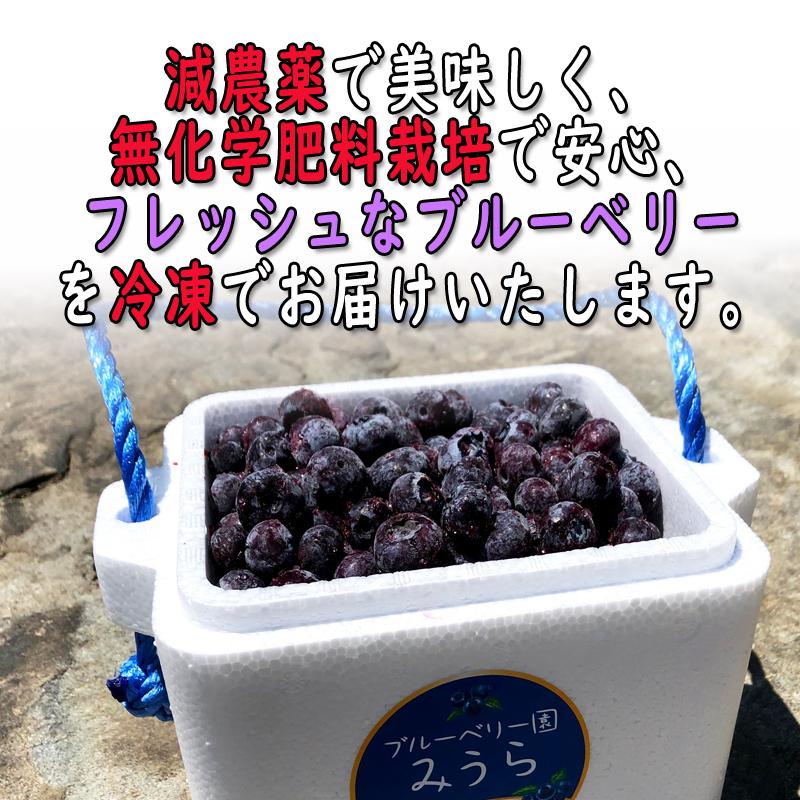 ブルーベリー 1kg 福島県産 減農薬 無化学肥料栽培 冷凍