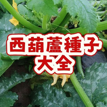 次日達-（西葫蘆種子大全） 當季新籽 發芽率高 四季種植 產量高 脆嫩可口 營養豐富 新手易種植#超優
