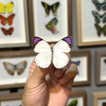 🦋紫釉粉蝶🦋（女皇粉蝶）蝴蝶 昆蟲 模型 乾貨三角紙包裝 #非活體 #類模型 #藝術品