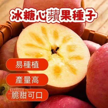 🍎 冰糖心蘋果種子 新蘋果種子 紅肉蘋果種子 蛇果種子 青蘋果種籽 四季營養水果種子 蘋果 可盆栽 四季可種