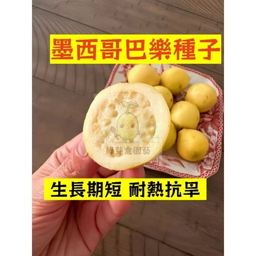 🌱四季可種（墨西哥巴樂種子BL-19）鮮甜軟糯 早熟 生長勢快 番石榴 抗病耐寒 高產 易種植 懶人庭院田園盆栽水果種子