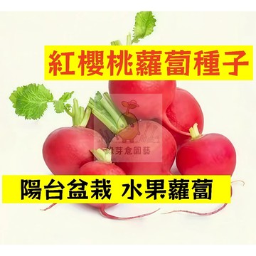 🌱【現貨-隔日到店】🥕紅櫻桃蘿蔔種子 LB-4 不挑土壤 撒籽就活 水果蘿蔔 25天收成 菜頭 田園庭院盆栽蔬菜種子