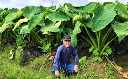 上庄さといも 冷凍 洗い子 2kg（500g × 4袋）減農薬・減化学肥料の特別栽培里芋 農家直送 煮物に便利な小さめサイズ [A-004003]