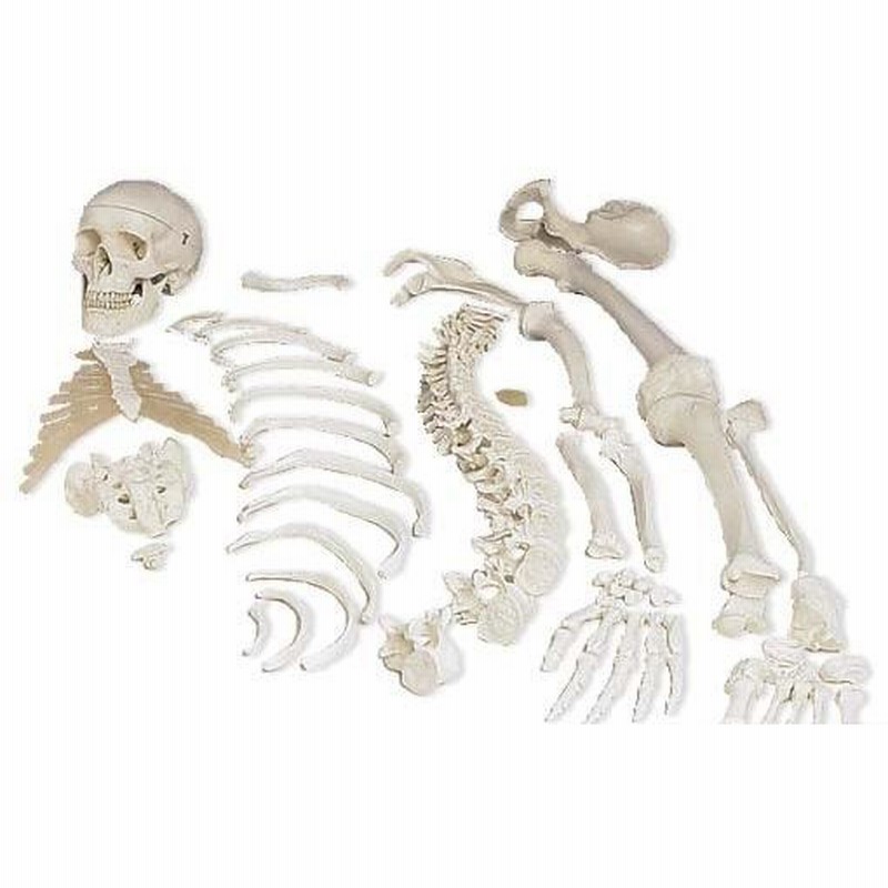 人体模型の骨格分離モデル 3B社 人体模型 骨格分離モデル(半身)52分解 手・足をナイロン糸