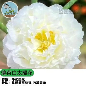 重瓣太陽花種子（薄荷白） 宿根向日葵 永生花材料 薄荷白色系 庭院切花 耐熱好種 四季開花 陽台盆栽 花壇綠化