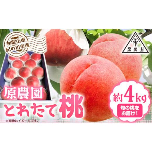 ふるさと納税 和歌山県 紀の川市 とれたて桃 旬の桃をお届け 約4kg 原農園《2024年6月中旬-8月下旬頃より出荷予定》 和歌山県 紀の川市 果物 フルーツ 桃 もも…