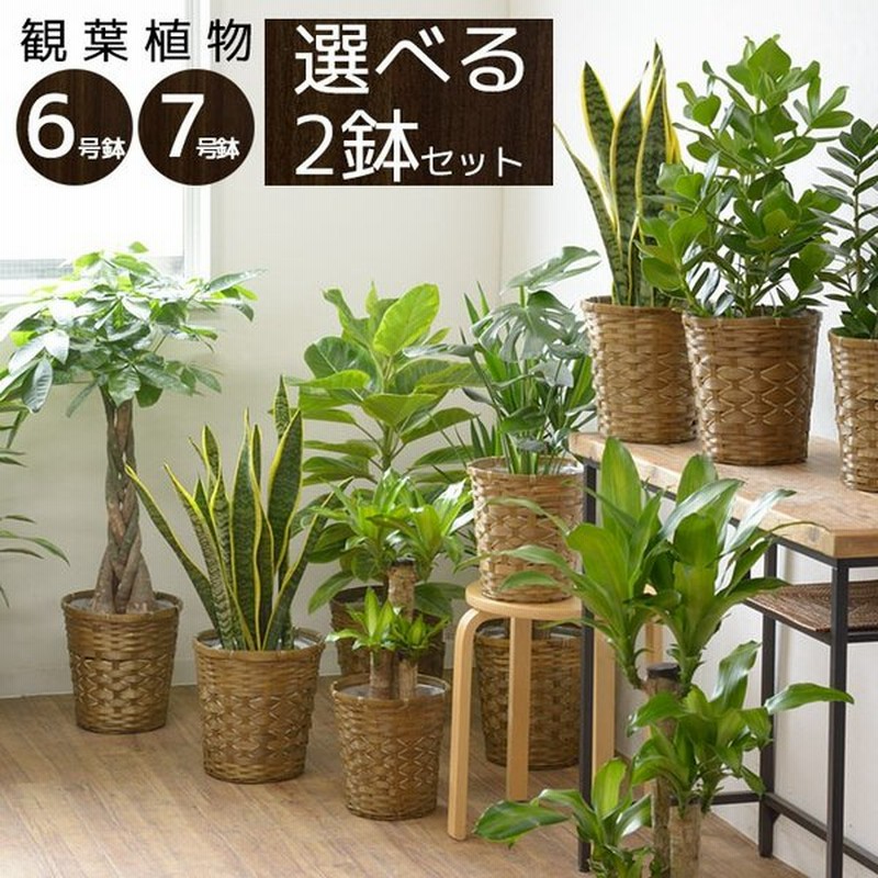東京銀座販売 観葉植物 大型 6号 7号 2鉢セット 鉢カバー付き セット 室内用 インテリア おしゃれ 種類 モンステラ サンスベリア ユッカ パキラ カポック ドラセナ ネット直販 Kingscages Com