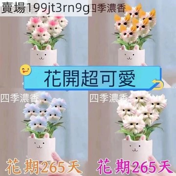 現貨 貓貓花蘭花種子（250粒） 四季種植 稀有品種 盆栽地栽 耐寒耐熱 四季開花 室內外進口庭院 觀賞性花卉