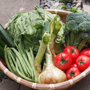  お楽しみ野菜セット！ 栽培期間中 農薬 化学肥料不使用  珍しい 旬のとれたて野菜10品目 産地直送 鹿児島県 鹿児島県産 野