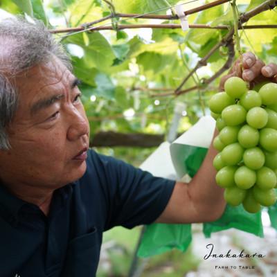 ふるさと納税 笛吹市  Inakakara 大粒シャインマスカット四房