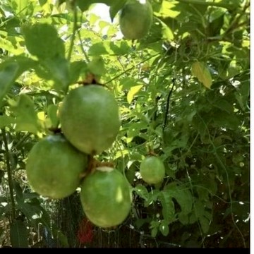 白香果網，菜瓜網，葡萄爬藤類專用網.有穿邊線，尼龍材質，網目8寸，網線2米厘10年曬不壞