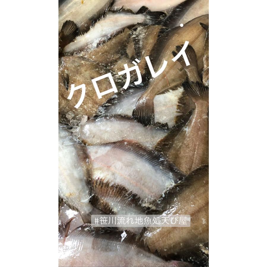 魚干物 新潟の魚 黒カレイの一夜干し