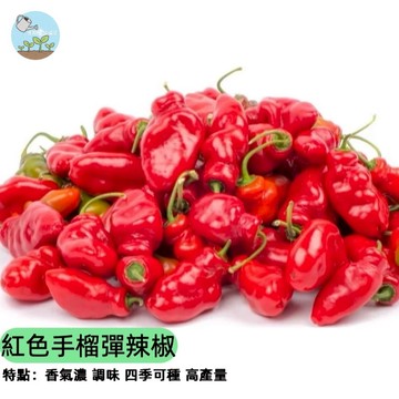 🌶️【極辣警告】手榴彈辣椒種子 紅色子彈椒 爆辣級品種 盆栽地植皆可 調味香料用 豐產易種 料理必備 陽台種菜