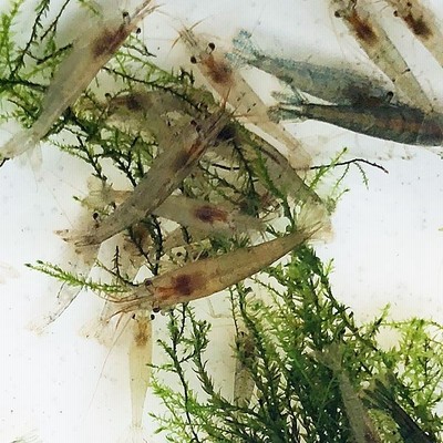 エサ ミナミヌマエビ 50匹 水槽内でも殖える 水槽内のコケにも効果的 数量限定 エビ 飼育用 餌用にも 通販 Lineポイント最大get Lineショッピング