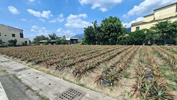 泰山村三面鄰路優質農地#近鬧區｜屏東縣高樹鄉泰山段