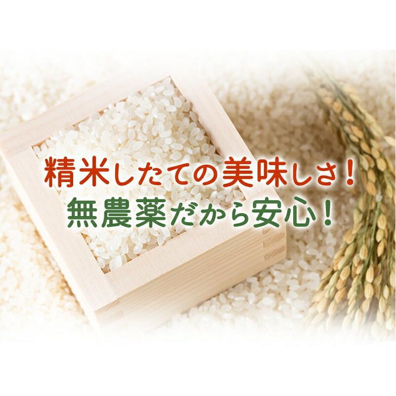 無農薬 玄米 米 20kg(5kg×4袋) 無農薬 いちほまれ 令和5年福井県産 送料無料 無農薬・無化学肥料栽培