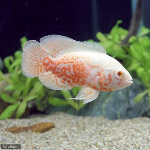 熱帯魚 アルビノルビーレッドオスカー １匹 北海道航空便要保温 通販 Lineポイント最大1 0 Get Lineショッピング